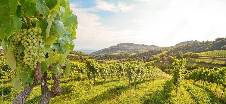 Weinbau Wachau